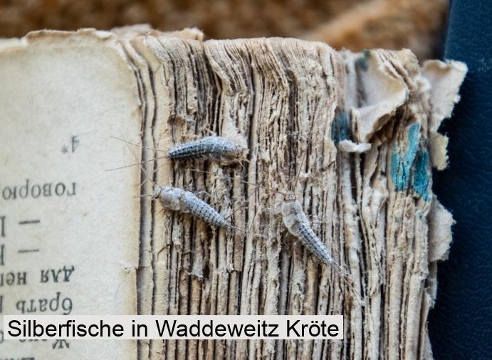 Silberfische in Waddeweitz Kröte